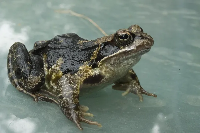 amphibians newt 1920x1080 wallpaper Art HD Wallpaper